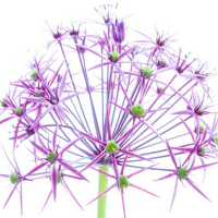 Ulmer, Ingrid - Kunstdruck - Wunderkerze