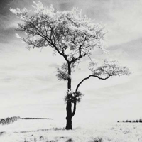 Butcher, Dave - Kunstdruck - Lone Tree # 3, Peak District,