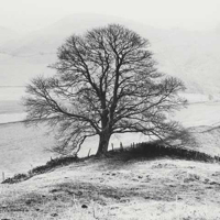 Butcher, Dave - Kunstdruck - Misty Tree, Peak District, Eng