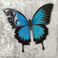 Hopfensperger, Alan - Kunstdruck - Blue Butterfly II