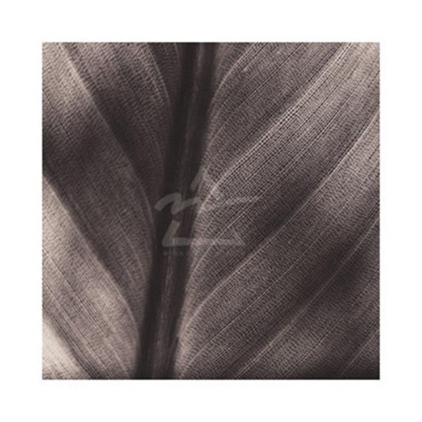 Canales - Kunstdruck - Details