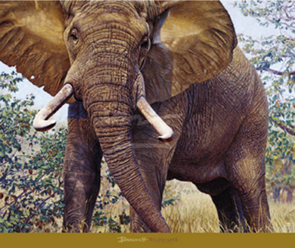 Banovich - Kunstdruck - Jumbo