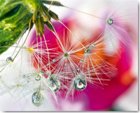 Publicover, Connie - Kunstdruck - Day Dreamer