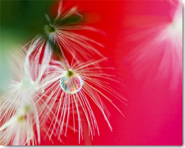 Publicover, Connie - Kunstdruck - Misty Way