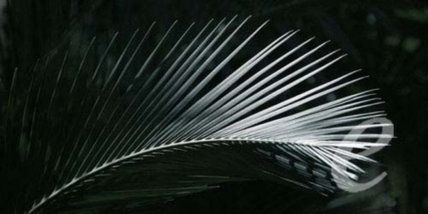 Jan Lens - Kunstdruck - Palma Negra Right