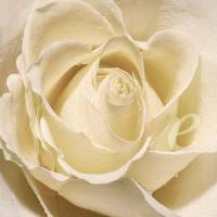Scott, Anna - Kunstdruck - White Rose