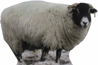 Schaf - Sheep - Pappaufsteller 89x63 cm