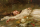 Friedrich Heyser - Ophelia Detail - Poster 61x91,5 cm