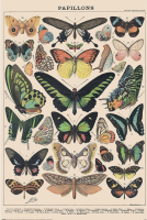 Millot Papillon - Poster 61x91,5 cm