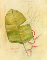 Tillmon, Avery - Kunstdruck - Botanical Journal I