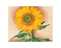 OKeeffe - Kunstdruck - A Sunflower from Maggie, 1937