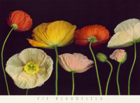 Bloomfield, Pip - Kunstdruck - Poppy Garden I