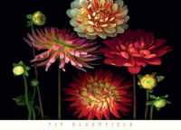 Bloomfield,Pip Dahlia Garden Kunstdruck
