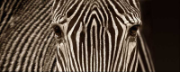 Cano, Marina - Kunstdruck - Zebra Grevy