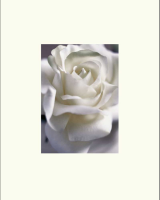 Ricci, Lina - Kunstdruck - White Rose