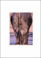 Davis, Tim - Kunstdruck - African Elephants