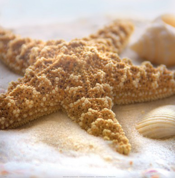 Geissler, Donna - Kunstdruck - Beach Shell II