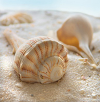 Geissler, Donna - Kunstdruck - Beach Shell III