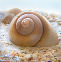 Geissler, Donna - Kunstdruck - Beach Shell IV