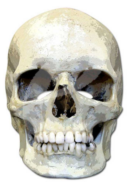 Skull - Masken - Promi Maske