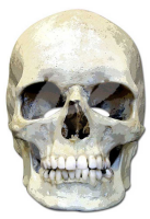 Skull - Masken - Promi Maske