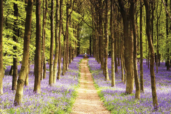 Woodland - Poster - Path + 1 Ü-Poster der Grösse 61x91,5cm