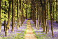 Woodland - Poster - Path + 1 Ü-Poster der...