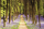 Woodland - Poster - Path + 1 Ü-Poster der Grösse 61x91,5cm