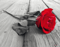 Rote Rose Colourlight - Mousepad - Mousepad